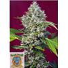 SWEET SEEDS - SAN FERNANDO LEMON KUSH FEM - 3+1 SEEDS
