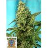 SWEET SEEDS - GREEN POISON FEM - F1 FAST VERSION - 5+2 SEEDS