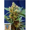 SWEET SEEDS - CREAM MANDARINE XL AUTO - 3+1 SEEDS