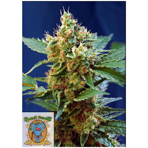 SWEET SEEDS - CREAM MANDARINE XL AUTO - BULK 25 SEMI 