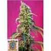 SWEET SEEDS - BLACK JACK CBD - 3+1 SEMI