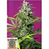 SWEET SEEDS - GORILLA GIRL FEM - 3+1 SEEDS