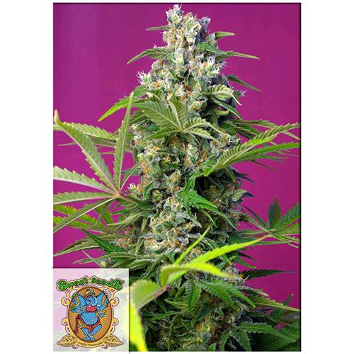 SWEET SEEDS - GORILLA GIRL FEM - 5+2 SEEDS