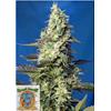 SWEET SEEDS - GREEN POISON XL AUTO - 3+1 SEMI 