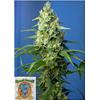 SWEET SEEDS - HONEY PEACH AUTO CBD - 3+1 SEEDS
