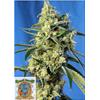 SWEET SEEDS - SWEET AMNESIA HAZE FEM - 3+1 SEEDS