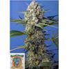 SWEET SEEDS - CRYSTAL CANDY FEM - F1 FAST VERSION - BULK 25 SEEDS
