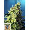 SWEET SEEDS - SWEET PURE CBD - 3+1 SEEDS