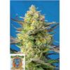 SWEET SEEDS - SWEET CHEESE XL AUTO - 3+1 SEEDS