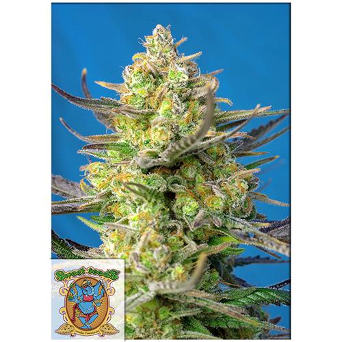 SWEET SEEDS - SWEET CHEESE XL AUTO - BULK 25 SEEDS