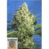 SWEET SEEDS - JACK 47 XL AUTO - 3+1 SEEDS