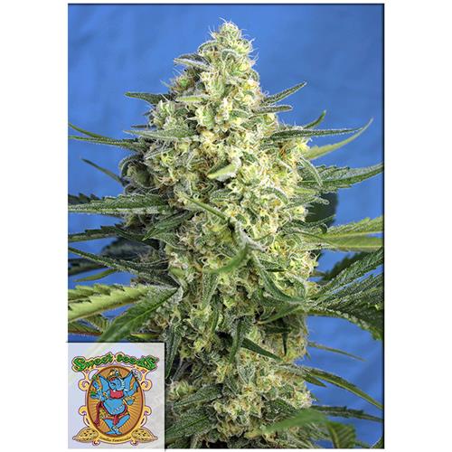 SWEET SEEDS - JACK 47 XL AUTO - BULK 100 SEEDS