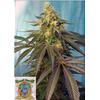 SWEET SEEDS - CREAM CARAMEL CBD - 3+1 SEEDS