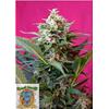 SWEET SEEDS - BIG DEVIL XL AUTO - BULK 25 SEMI 
