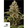 DINAFEM - SHARK SHOCK CBD - 5 SEMI