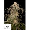 DINAFEM - PURPLE AFGHAN KUSH - 10 SEMI