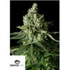 DINAFEM - MOBY DICK CBD FEMMINIZZATA - 5 SEMI