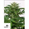 DINAFEM - HAZE AUTO CBD - 5 SEMI