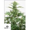 DINAFEM - INDUSTRIAL PLANT AUTO CBD - 5 SEMI