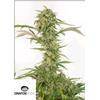 DINAFEM - OG KUSH AUTO CBD -  5 SEMI