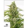 DINAFEM - CHEESE AUTO CBD - 5 SEMI