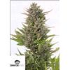 DINAFEM - CRITICAL + AUTO CBD - 5 SEMI