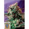SWEET SEEDS - JACK 47 FEM - F1 FAST VERSION - 3+1 SEEDS