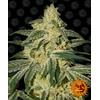 BARNEY'S FARM - AFGHAN HASH PLANT - REGOLARE - 10 SEMI