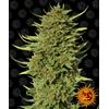 BARNEY'S FARM - CRITICAL KUSH - REGOLARE - 10 SEMI