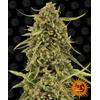 BARNEY'S FARM - WIDOW REMEDY - REGOLARE - 10 SEMI
