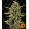 BARNEY'S FARM - ACAPULCO GOLD FEM - 1 SEME