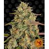 BARNEY'S FARM - AMNESIA LEMON FEM - 1 SEME
