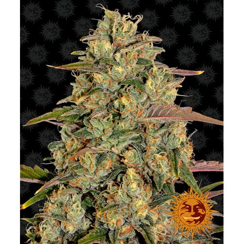 BARNEY'S FARM - AMNESIA LEMON FEM - 1 SEME