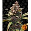 BARNEY'S FARM - AYAHUASCA PURPLE FEM - 1 SEME