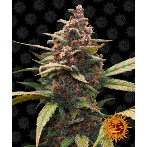 BARNEY'S FARM - AYAHUASCA FEMINIZED - 3 SEEDS