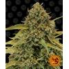 ***FINO AD ESAURIMENTO SCORTE*** BARNEY'S FARM - BAD AZZ KUSH FEM - 5 SEMI