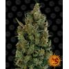 BARNEY'S FARM - BLUE CHEESE FEM - 3 SEEDS