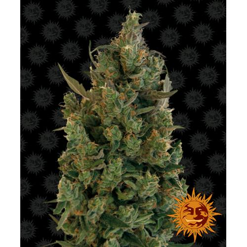 BARNEY'S FARM - BLUE CHEESE FEM - 3 SEEDS
