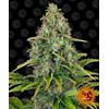BARNEY'S FARM - BLUEBERRY CHEESE AUTO - 1 SEME