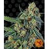 BARNEY'S FARM - COOKIES KUSH FEM - 10 SEMI
