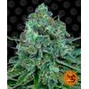 BARNEY'S FARM - CRITICAL KUSH FEM - 3 SEEDS