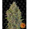 BARNEY'S FARM - CRITICAL KUSH AUTO - 1 SEME