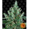 BARNEY'S FARM - LAUGHING BUDDHA FEM - 3 SEMI