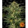 BARNEY'S FARM - LSD FEM - 3 SEMI