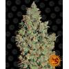 BARNEY'S FARM - TANGERINE DREAM FEMINIZED - 5 SEEDS