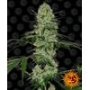 BARNEY'S FARM - TANGERINE DREAM AUTOFLOWERING - 1 SEME