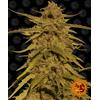 BARNEY'S FARM - PINEAPPLE HAZE - REGOLARE - 10 SEMI