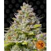 BARNEY'S FARM - BLUE GELATO 41 FEM - 1 SEME