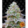 BARNEY'S FARM - GORILLA ZKITTLEZ FEM - 3 SEMI