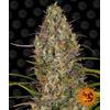 BARNEY'S FARM - GLUE GELATO AUTO - 10 SEMI